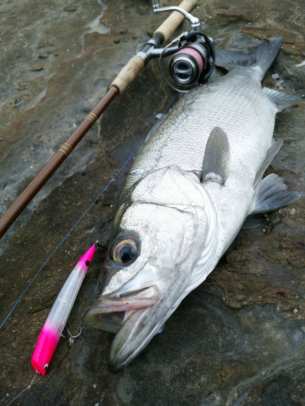 閏磯ヒラ2 29 Ramblin Naofish