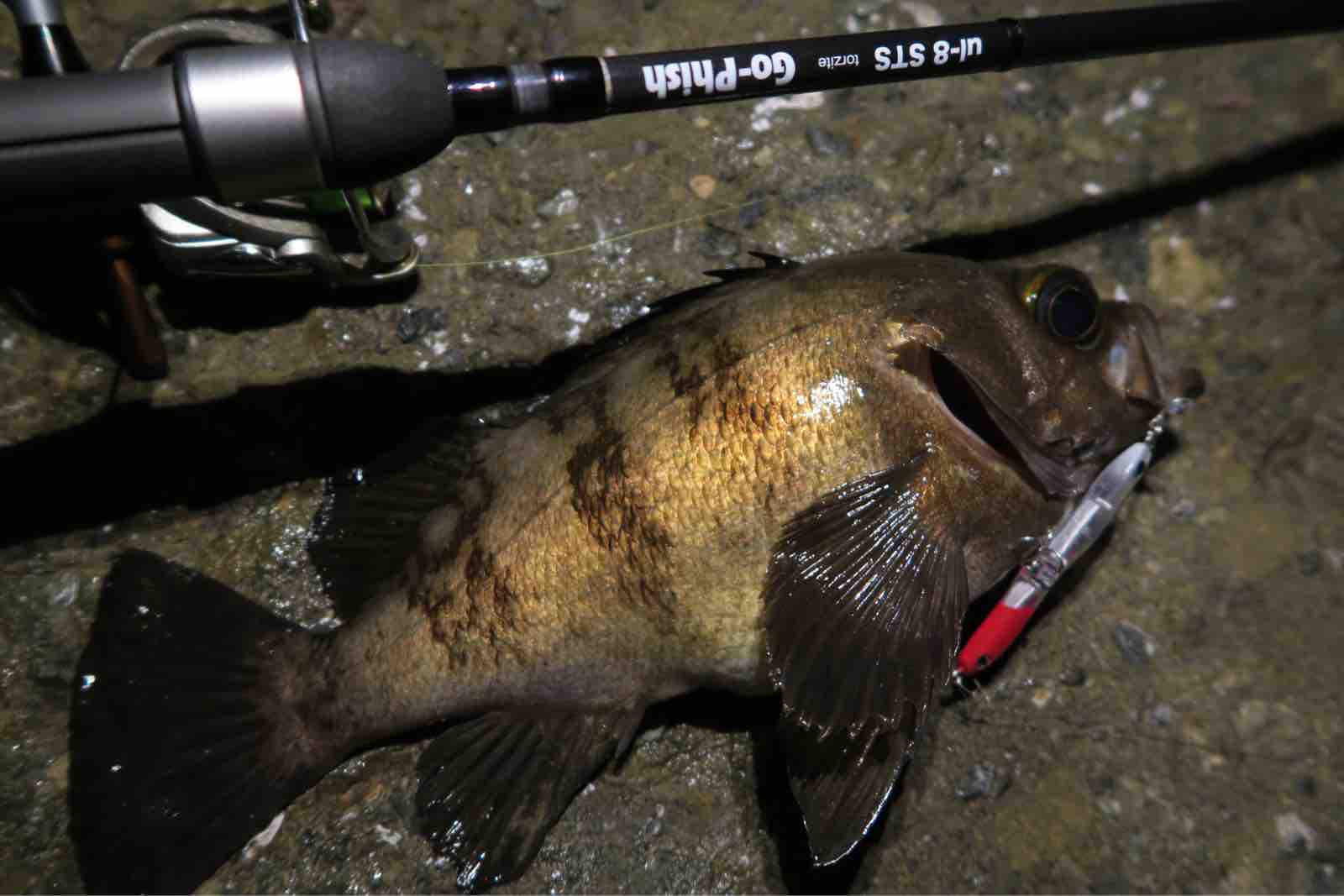 中紀メバルプラッキング Ramblin Naofish