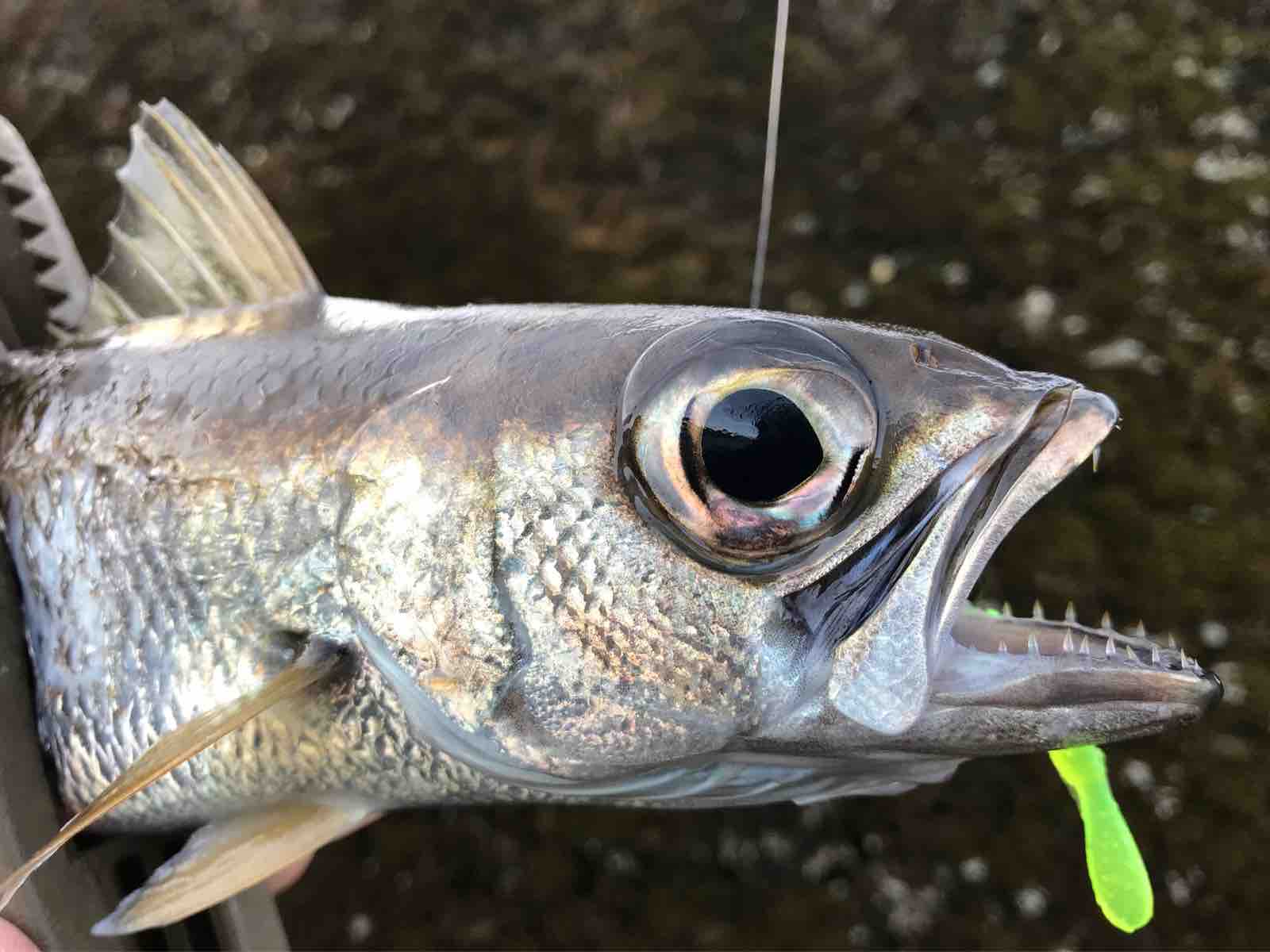 ムツッコ地獄 Ramblin Naofish