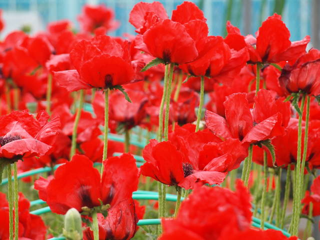 ケシと麻薬と園芸と はぐれの学習帳 ケシと麻薬と園芸と はぐれの学習帳