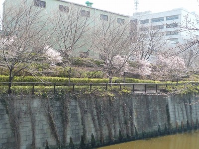 目黒川の桜 2011