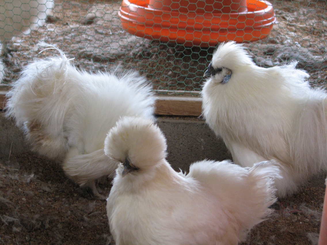 原画　烏骨鶏　にわとり　#84 原画烏骨鶏にわとり#84