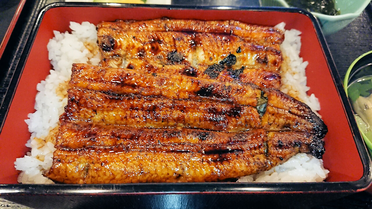 鰻 月見草のように 鰻 月見草のように