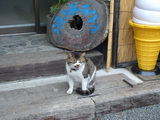 富士屋:猫
