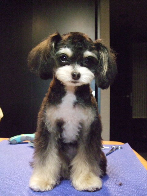 チワプー 検証 O O あっ Mix犬 チワプー Blog ラムですyo