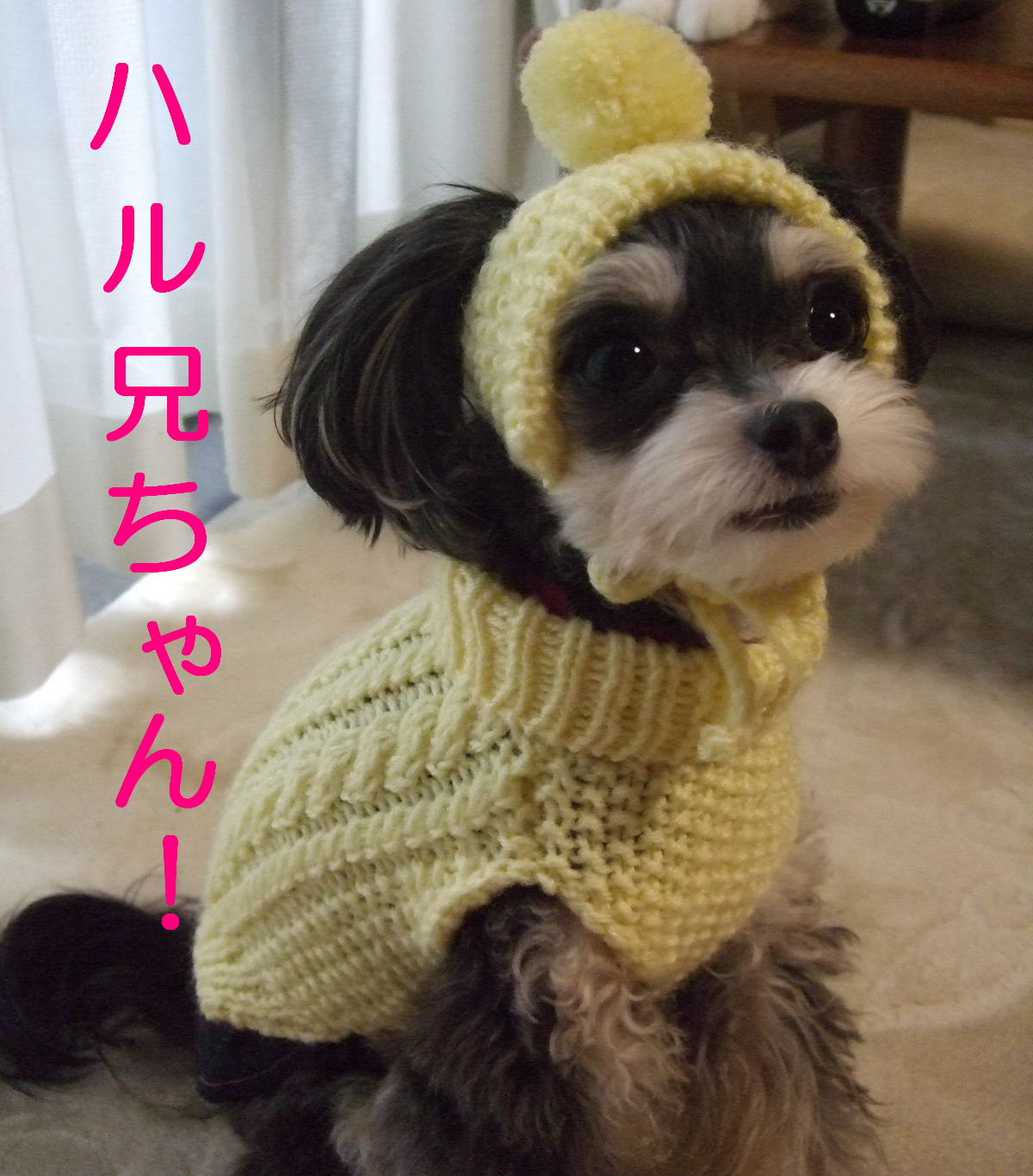 手作り 毛糸のお帽子 ｶﾝﾀﾝｼﾞｬ Mix犬 チワプー Blog ラムですyo
