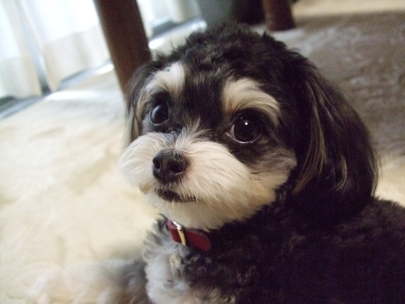 チワプー 検証 O O あっ Mix犬 チワプー Blog ラムですyo