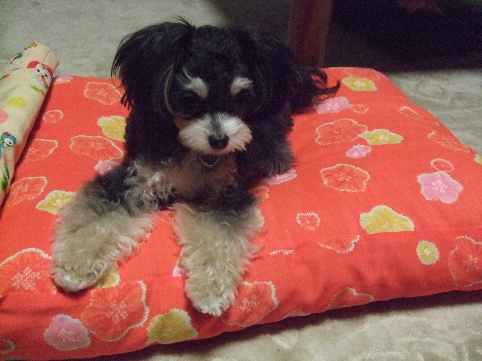 手作りお布団 ｱﾘｴﾅｲ ﾎﾝﾄ Mix犬 チワプー Blog ラムですyo