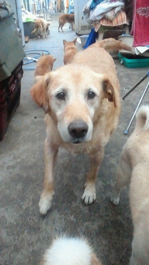 アニマルメリーランド お散歩100歩