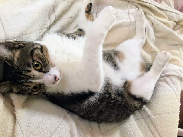 呑太ぱっかーん