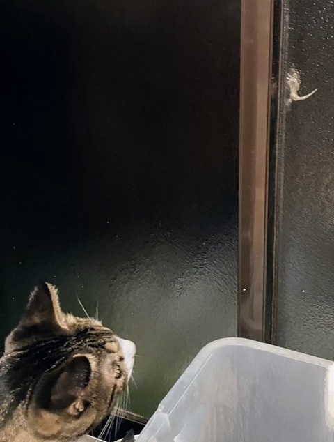 アニエスベー②