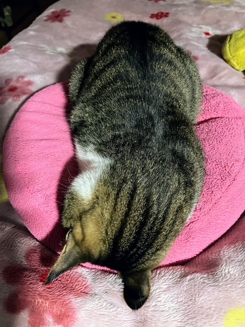 寝転び吞太1
