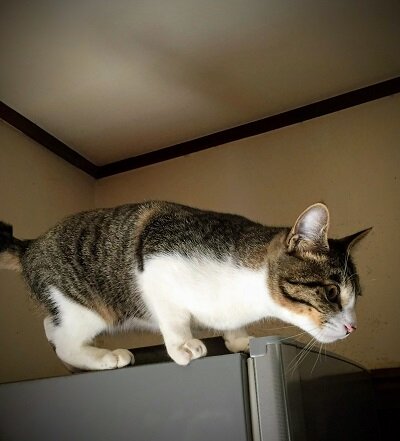 吞太高