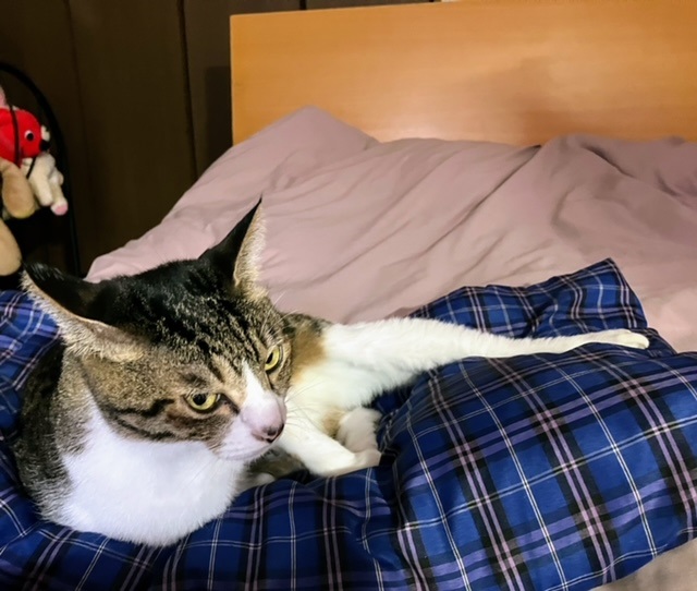 パパ半吞太サム