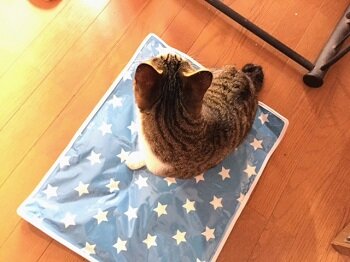 吞太夏１