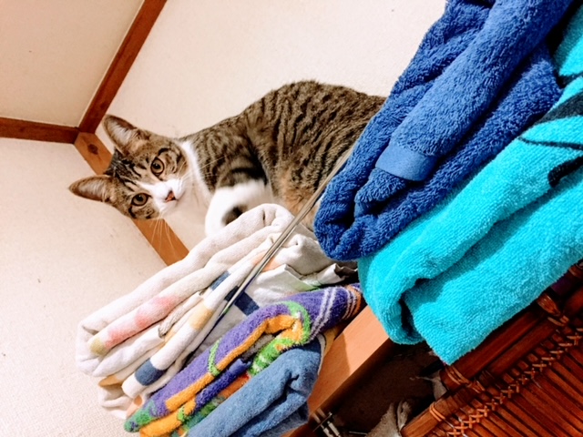 ランドリーラック上