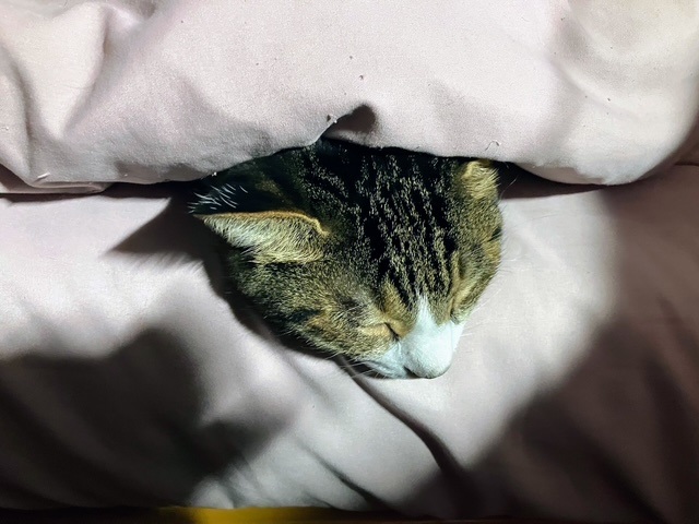 布団潜り呑太④