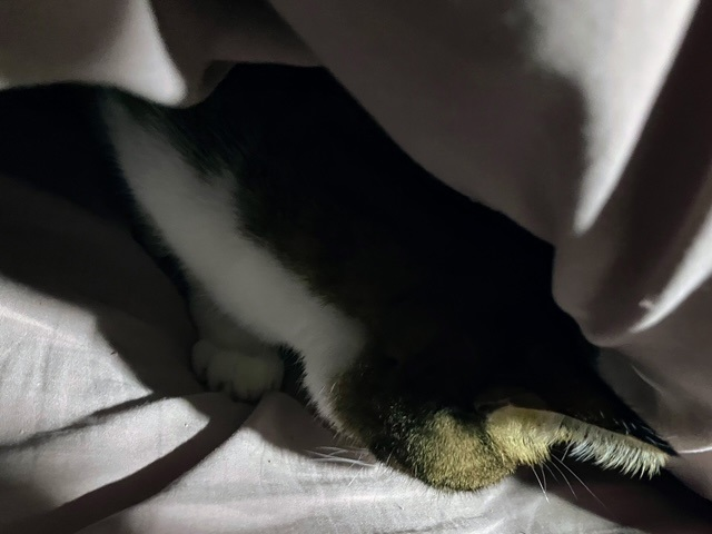 布団潜り呑太③