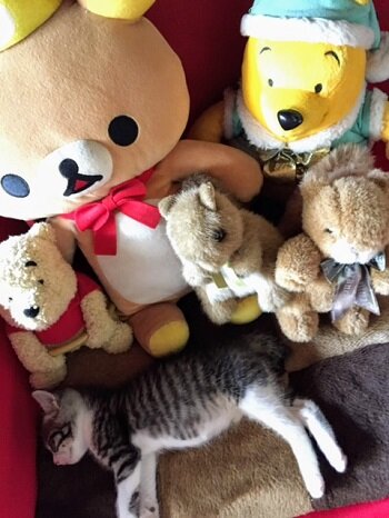 吞太とぬいぐるみ３