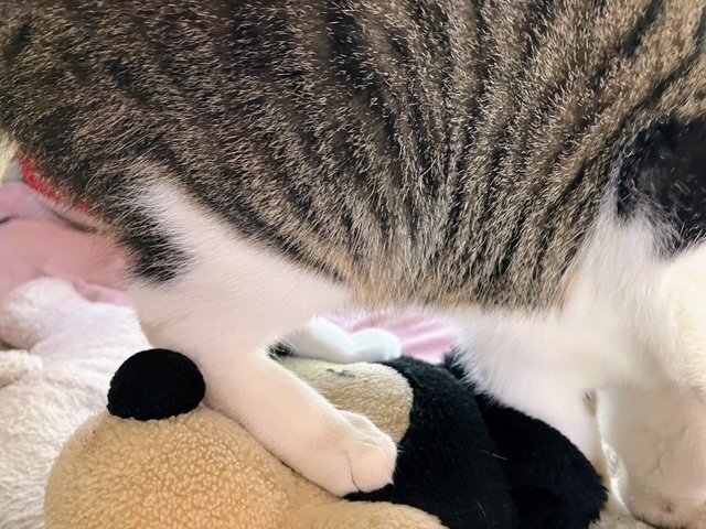 踏み踏み呑太②