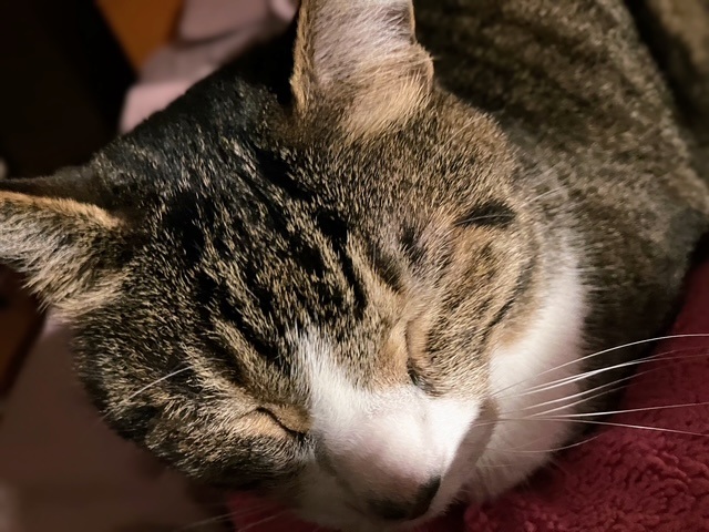 ぴくぴく呑太①