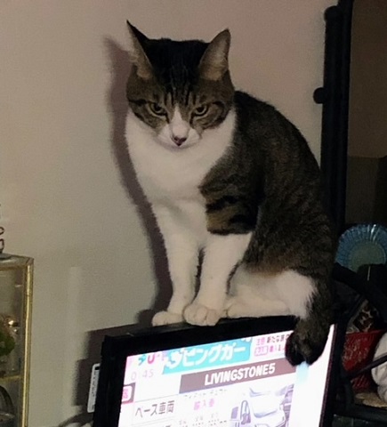 テレビ上