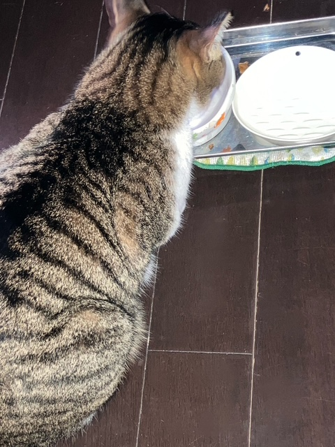カリカリ呑太①