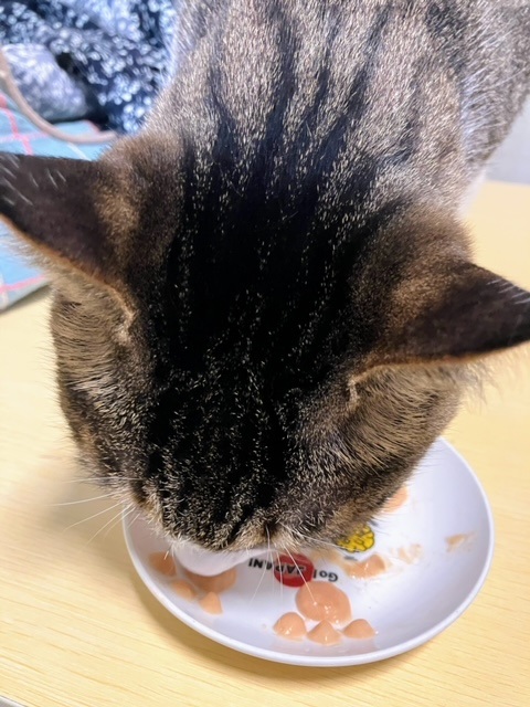 猫の日チュール3