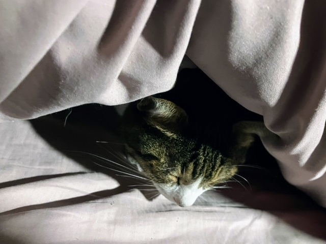 布団潜り呑太②