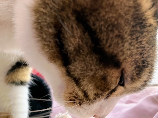 踏み踏み呑太③