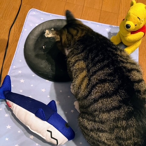 猫の日呑太③
