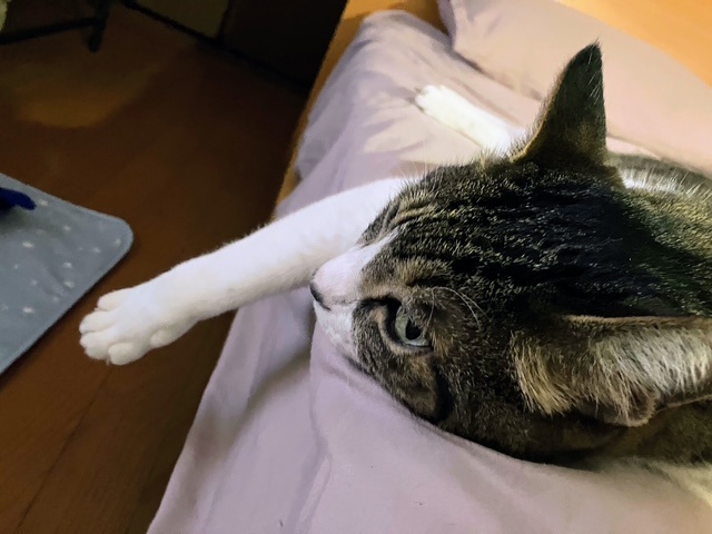 前脚だらん呑太③
