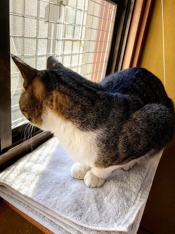 吞太日向ぼっこ1