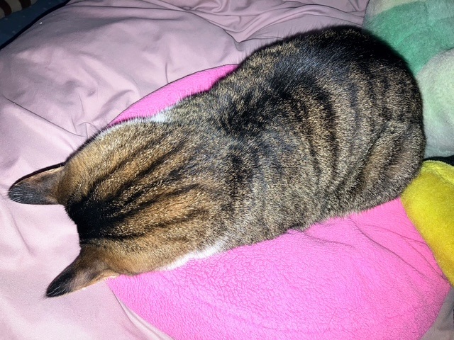 ぴくぴく呑太③