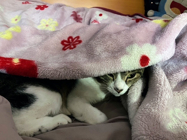 潜り呑太①