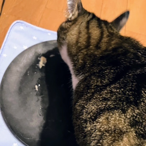 猫の日呑太④