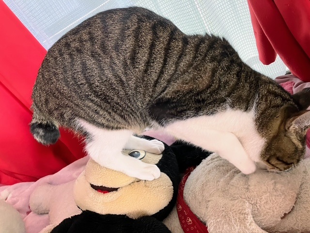 顔面踏吞太①