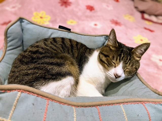 猫ベッド②