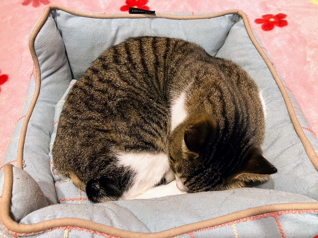 猫ベッド①