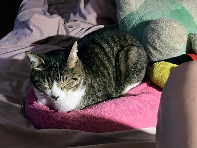ぴくぴく呑太②