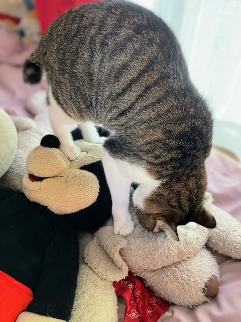 踏み踏み呑太①