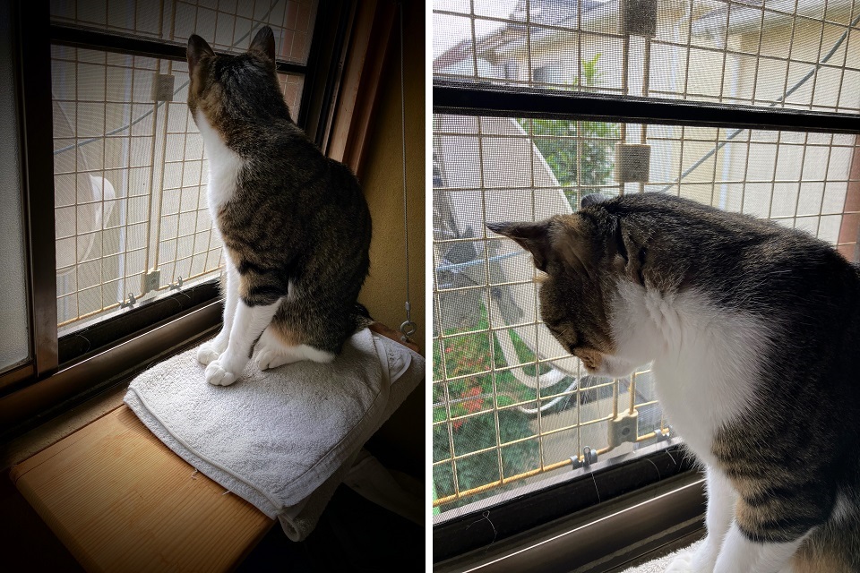 見つめる吞太2