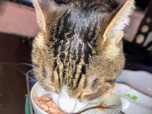 もぐもぐ呑太②