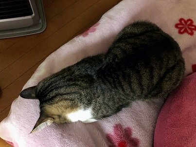 呑太ごめん寝