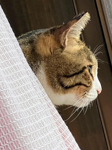 雪見る吞太１