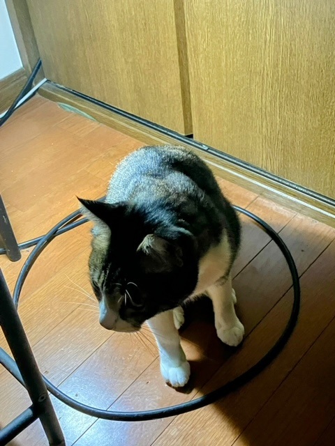 猫転送装置