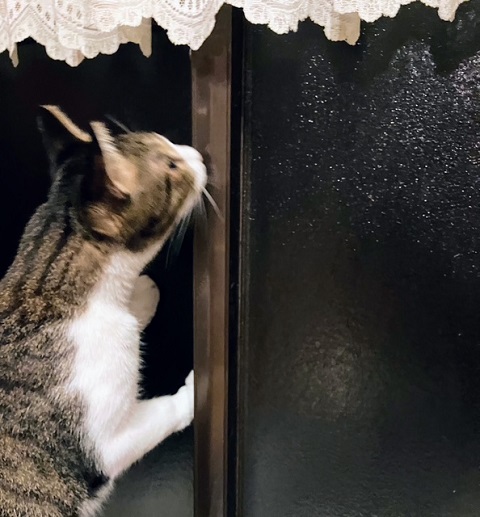 アニエスベー③