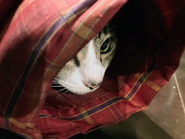 ママ半吞太2024②