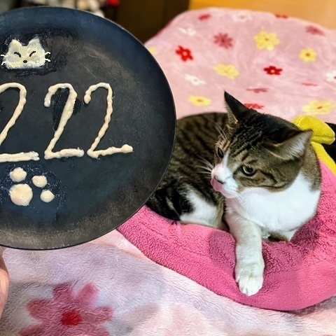猫の日呑太①