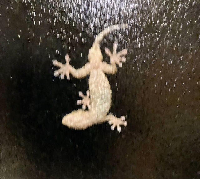 アニエスベー①